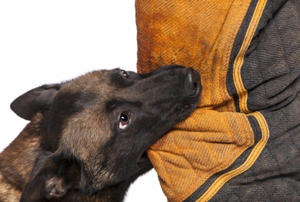 dog bite lawyer