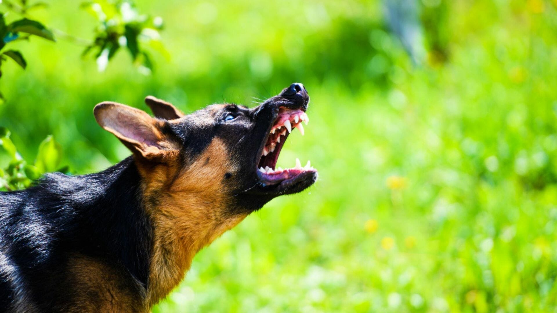 Virginia's Dog Bite Laws
